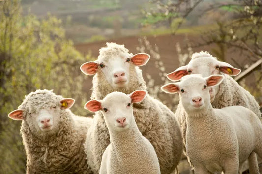 🐑 Kuyruk Yağı ve Bal Özlü Kremin Cilde Faydaları