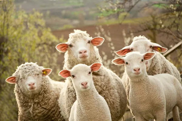 🐑 Kuyruk Yağı ve Bal Özlü Kremin Cilde Faydaları